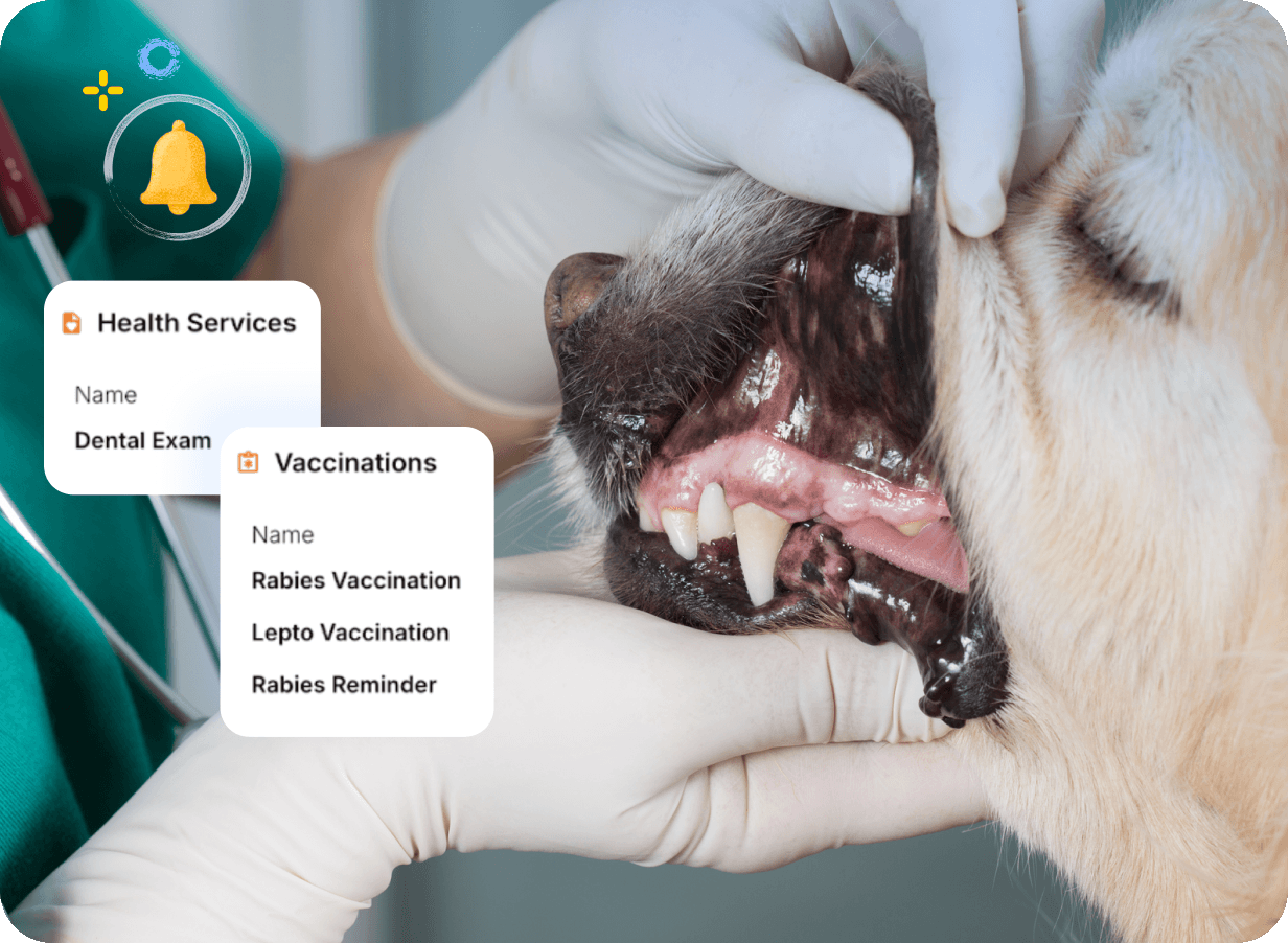 Veterinarian Examining a Dog's Teeth at a General Practice
